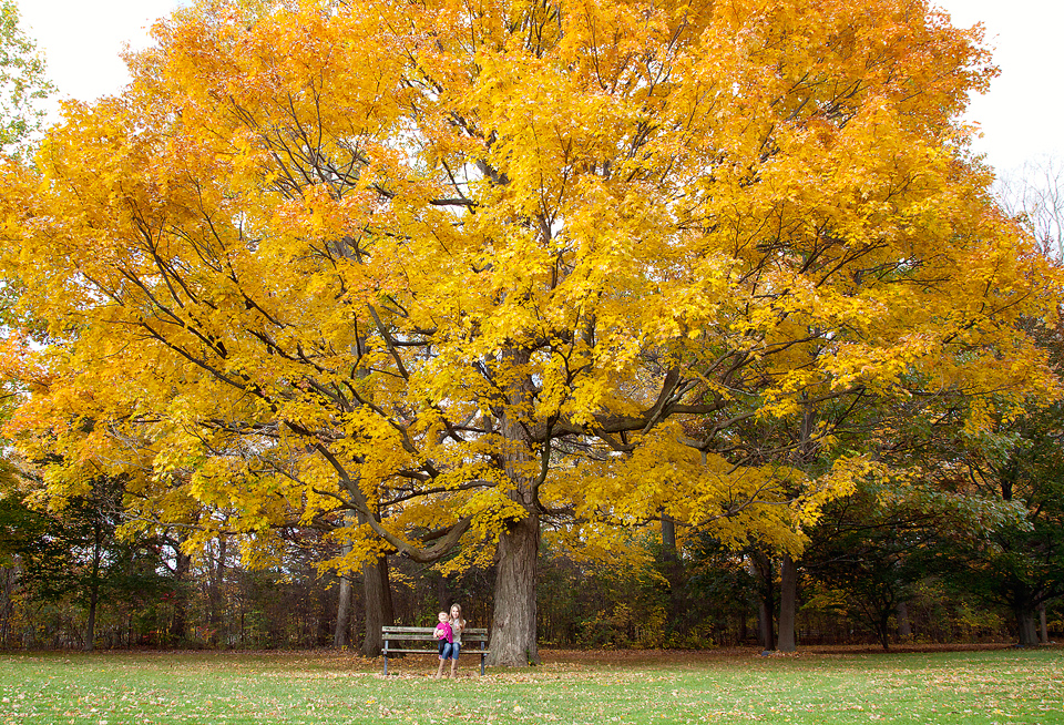 Summer Rose - Fall 2014