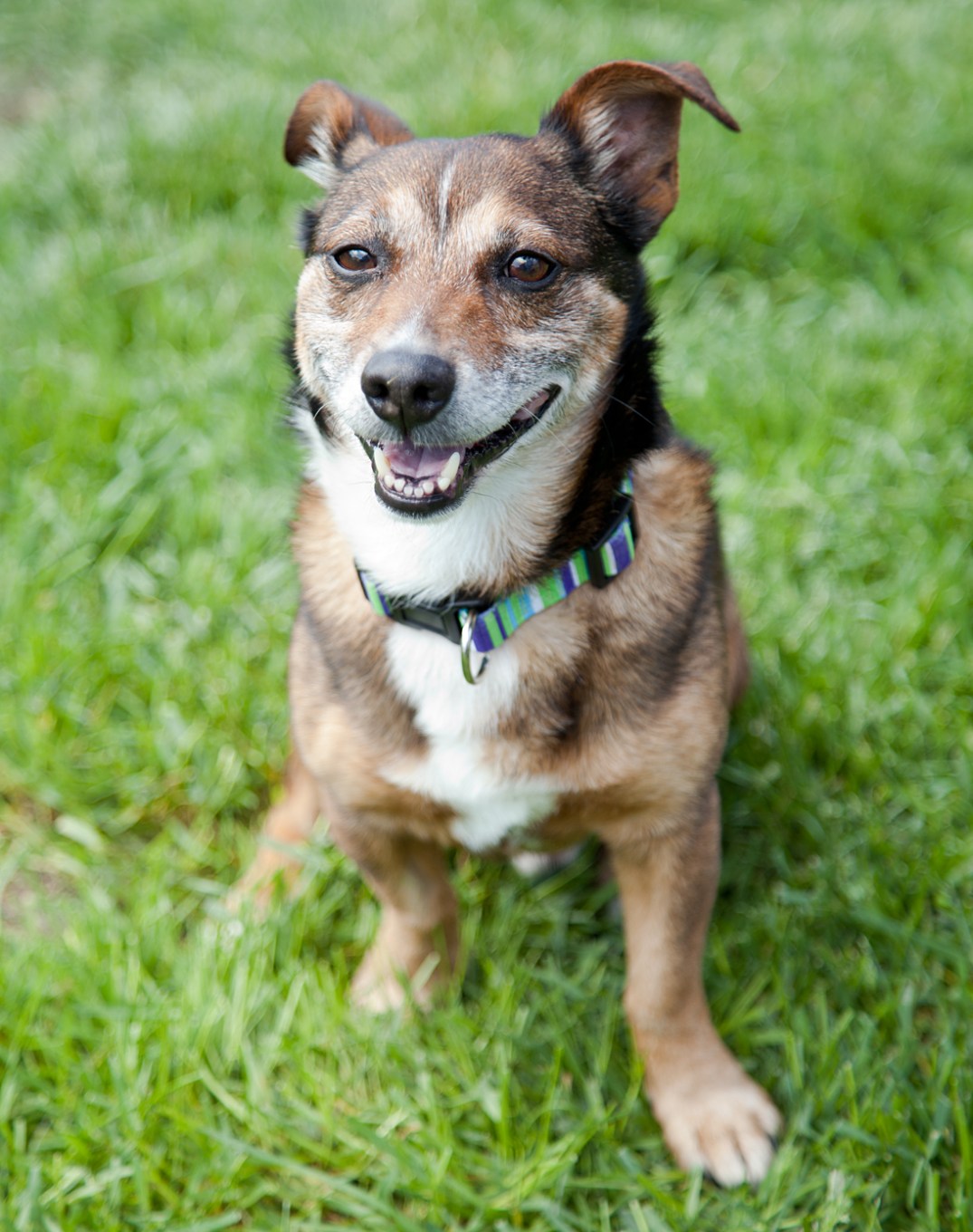 Victoria-Rose-Photography-London-ON-Pet-Photography-08