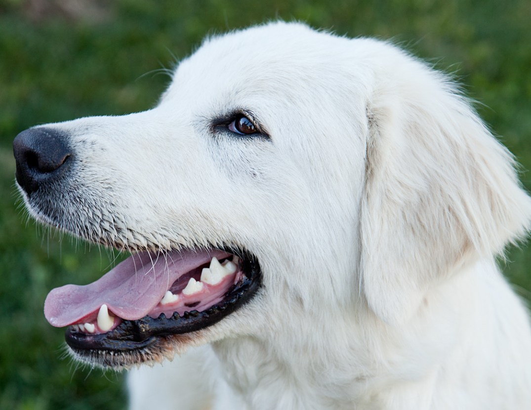 Victoria-Rose-Photography-London-ON-Pet-Photography-17