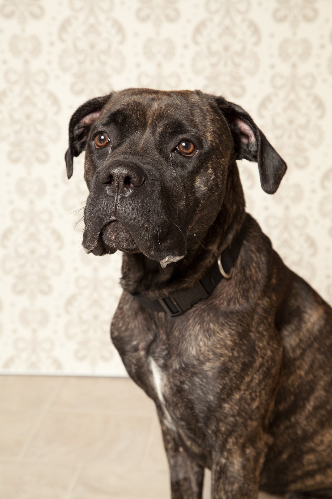 Victoria-Rose-Photography-London-ON-Pet-Photography-31