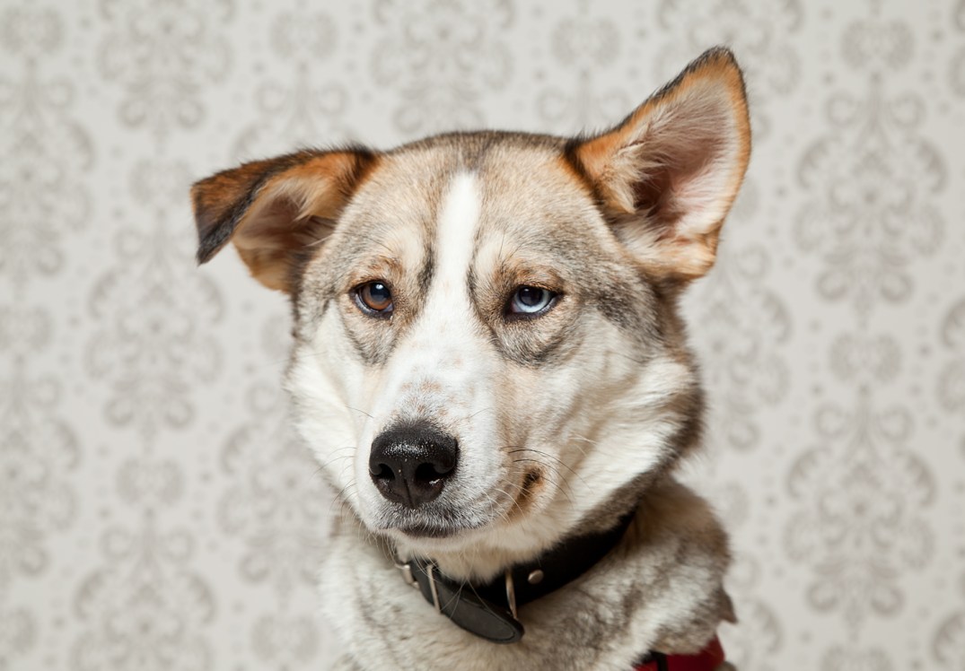 Victoria-Rose-Photography-London-ON-Pet-Photography-36