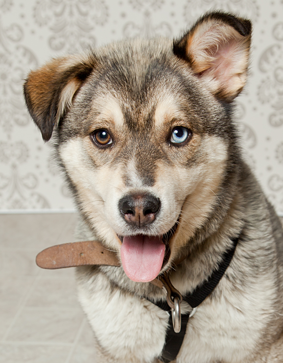 Victoria-Rose-Photography-London-ON-Pet-Photography-46