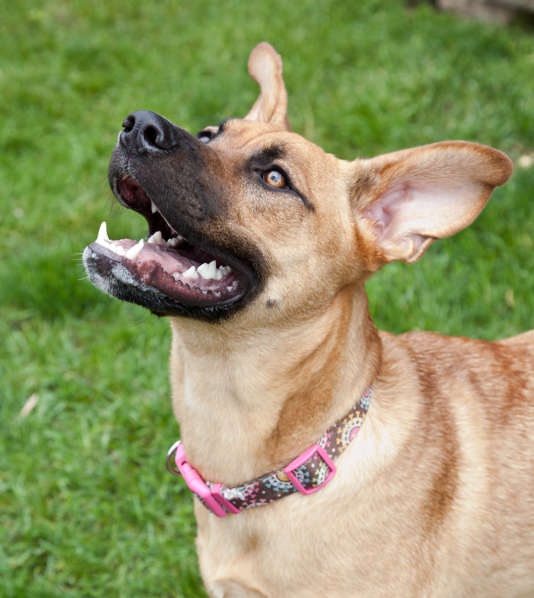 Victoria-Rose-Photography-London-ON-Pet-Photography-56