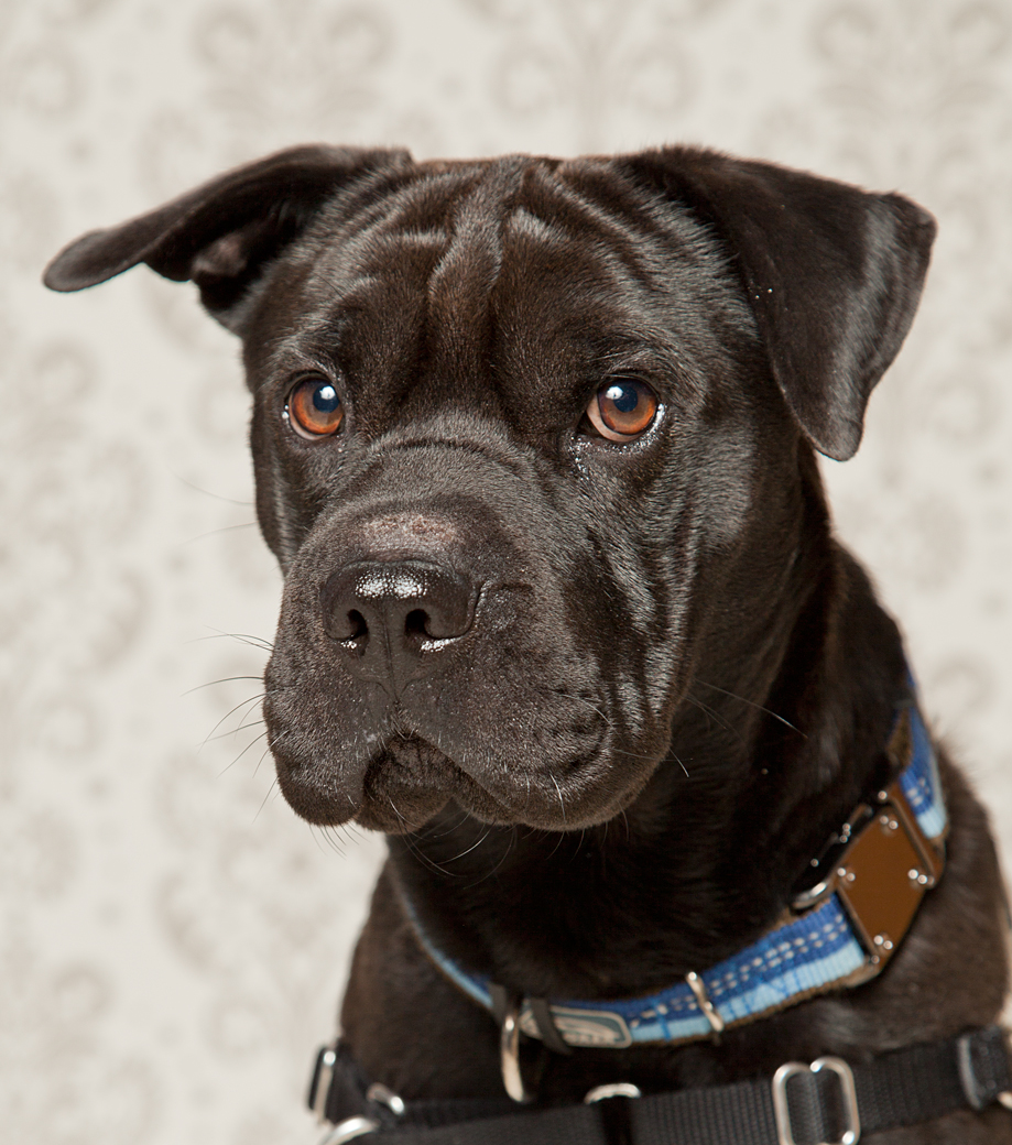 Victoria-Rose-Photography-London-ON-Pet-Photography-57