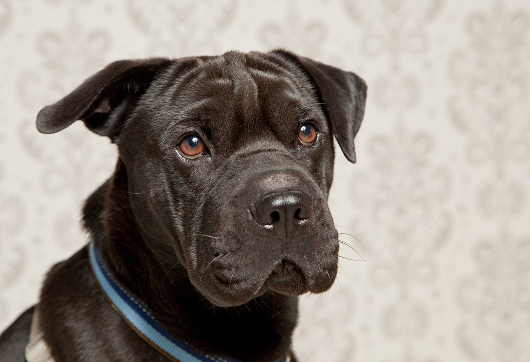 Victoria-Rose-Photography-London-ON-Pet-Photography-59