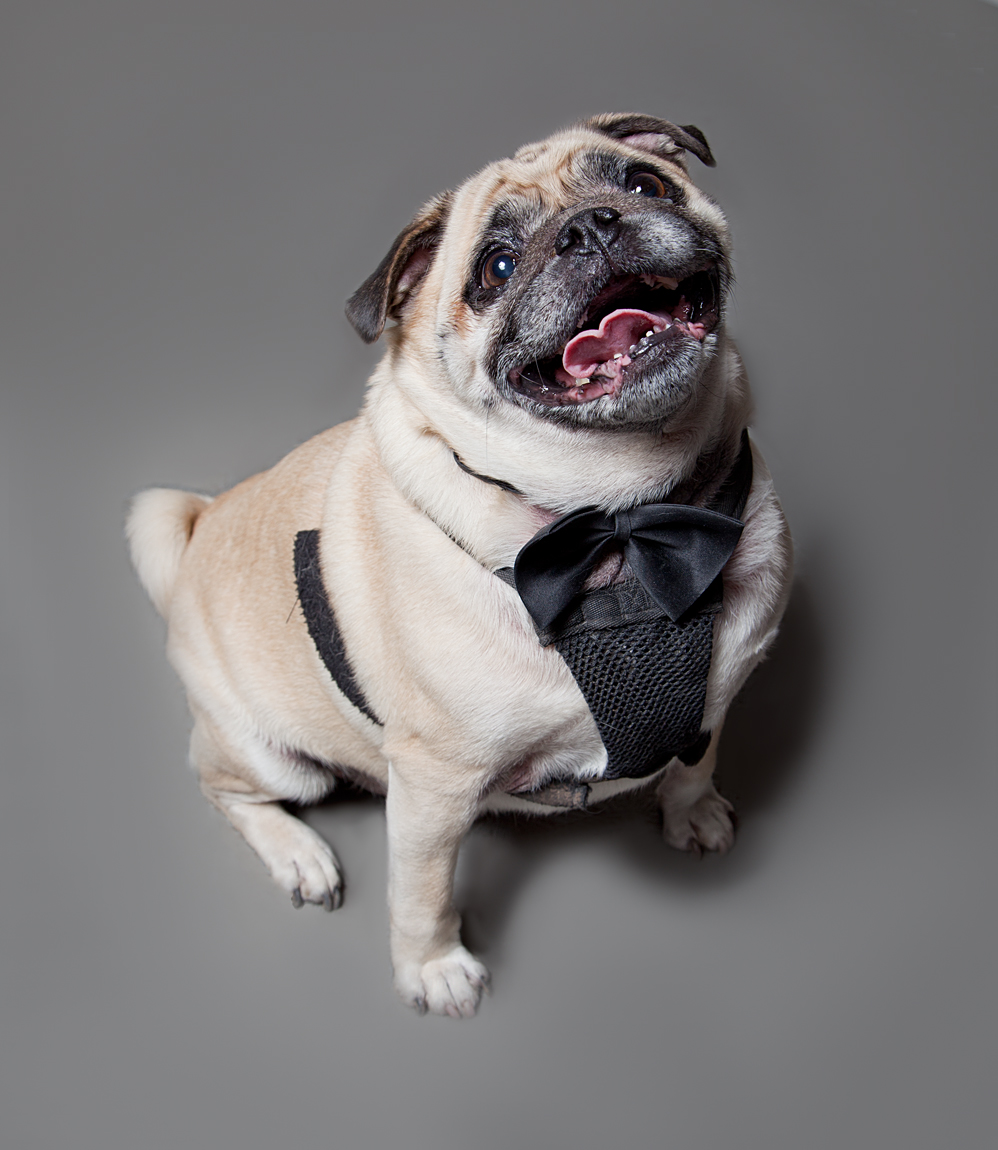 Victoria-Rose-Photography-London-ON-Pet-Photography-62